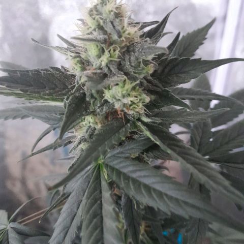 Gorilla Glue Auto growlog timeline photo