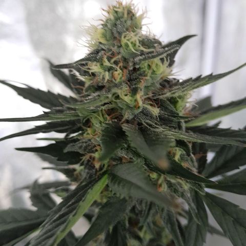 Gorilla Glue Auto growlog timeline photo