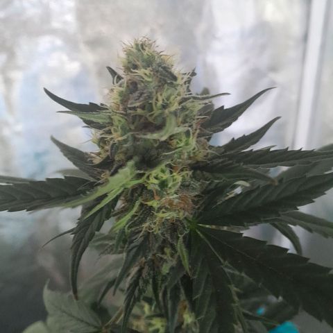 Gorilla Glue Auto growlog timeline photo