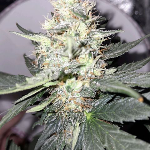 Gorilla Glue Auto growlog timeline photo