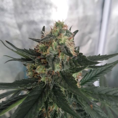 Gorilla Glue Auto growlog timeline photo