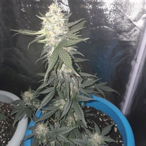 Gorilla Glue Auto growlog timeline photo