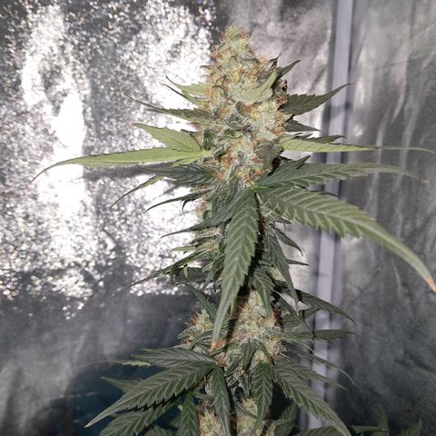 Gorilla Glue Auto growlog timeline photo