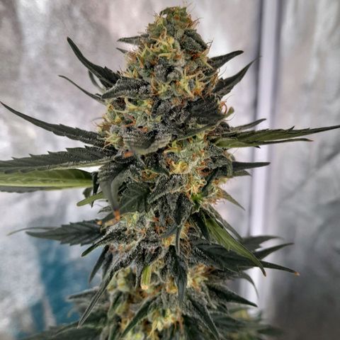 Gorilla Glue Auto growlog timeline photo