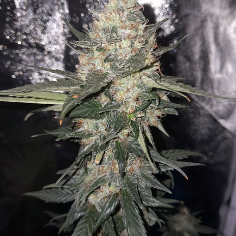 Gorilla Glue Auto growlog timeline photo