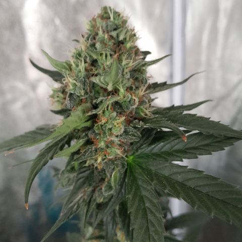 Gorilla Glue Auto growlog timeline photo