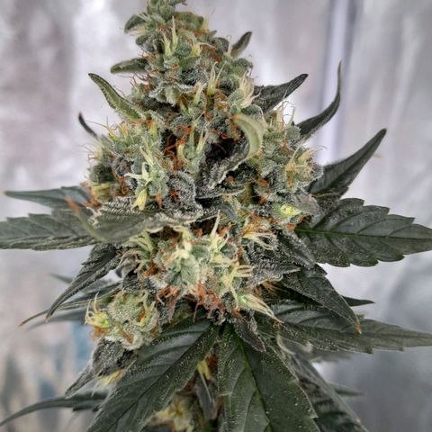 Gorilla Glue Auto growlog timeline photo