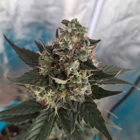 Gorilla Glue Auto growlog timeline photo