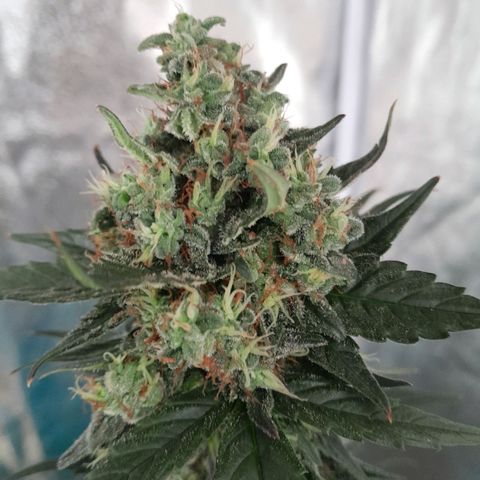 Gorilla Glue Auto growlog timeline photo