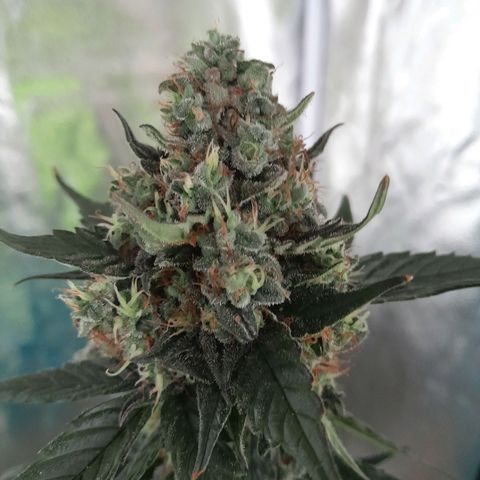 Gorilla Glue Auto growlog timeline photo