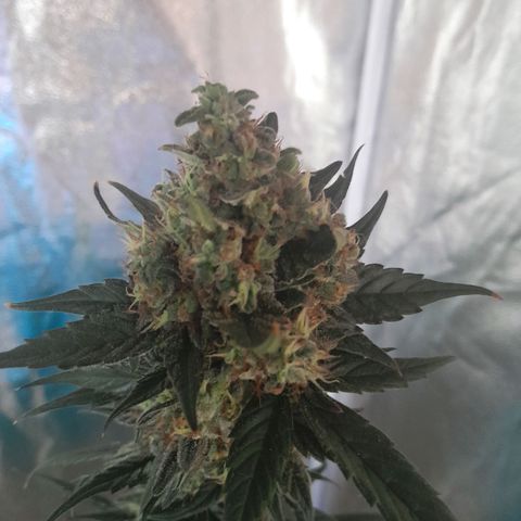 Gorilla Glue Auto growlog timeline photo