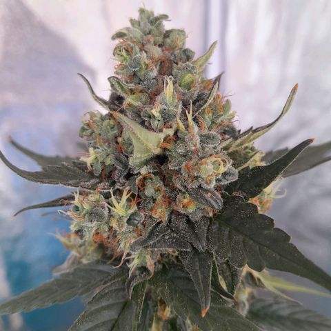 Gorilla Glue Auto growlog timeline photo