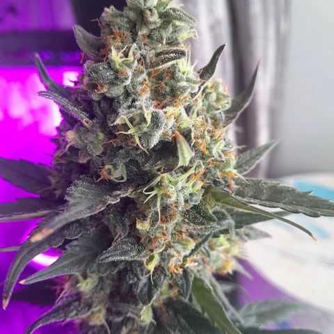 Gorilla Glue Auto growlog timeline photo