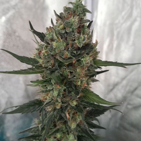 Gorilla Glue Auto growlog timeline photo