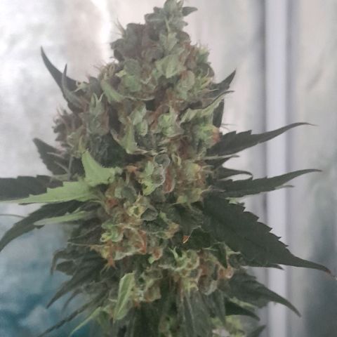 Gorilla Glue Auto growlog timeline photo