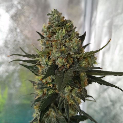 Gorilla Glue Auto growlog timeline photo