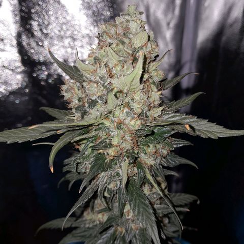 Gorilla Glue Auto growlog timeline photo