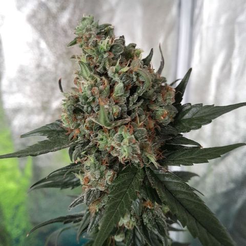 Gorilla Glue Auto growlog timeline photo