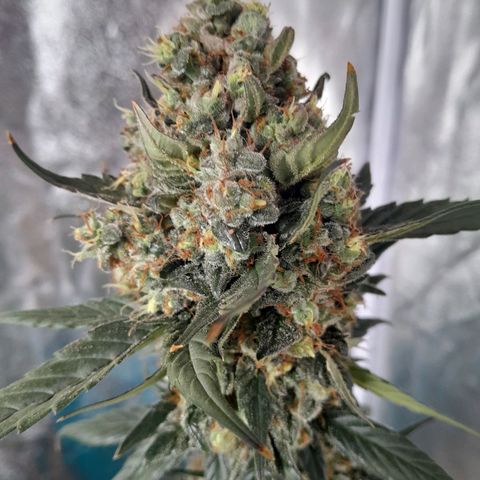 Gorilla Glue Auto growlog timeline photo