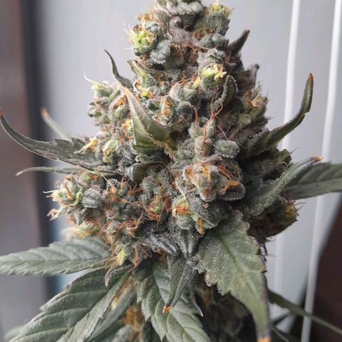 Gorilla Glue Auto growlog timeline photo