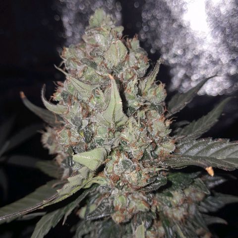 Gorilla Glue Auto growlog timeline photo