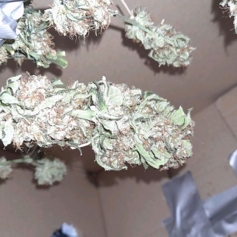 Gorilla Glue Auto growlog photo: 7th day of drying smelling good still from hanging in cardboard box buds feel crispy bit still peel of the stem ,stems are alot firmer but still don't snap straight away I thing maybe another day or 2 will be ready to cure 