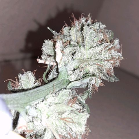 Gorilla Glue Auto growlog photo: 7th day of drying smelling good still from hanging in cardboard box buds feel crispy bit still peel of the stem ,stems are alot firmer but still don't snap straight away I thing maybe another day or 2 will be ready to cure 