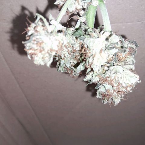 Gorilla Glue Auto growlog photo: 7th day of drying smelling good still from hanging in cardboard box buds feel crispy bit still peel of the stem ,stems are alot firmer but still don't snap straight away I thing maybe another day or 2 will be ready to cure 