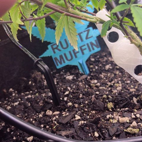 Runtz Muffin growlog photo: Stem purpleness going away