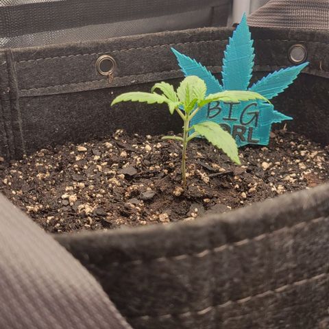 Big Gorl growlog timeline photo