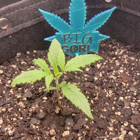 Big Gorl growlog timeline photo
