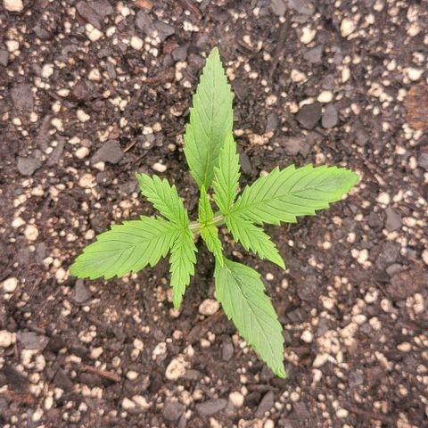 Big Gorl growlog timeline photo