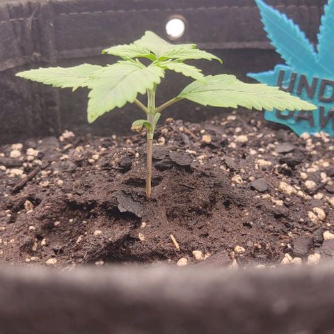 Underdog growlog timeline photo