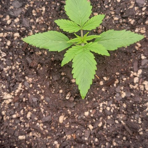 Underdog growlog timeline photo