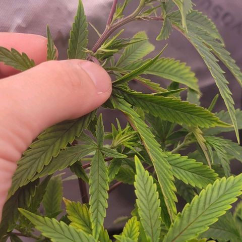 Runtz Muffin growlog timeline photo