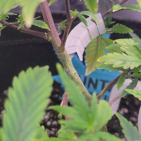 Runtz Muffin growlog timeline photo