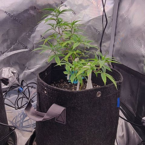 Runtz Muffin growlog timeline photo