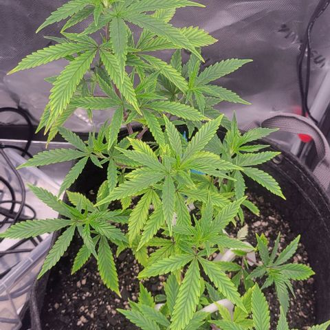 Runtz Muffin growlog timeline photo