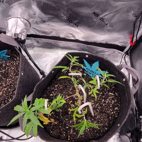Runtz Muffin growlog timeline photo