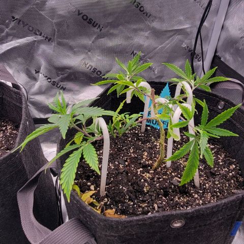 Runtz Muffin growlog timeline photo