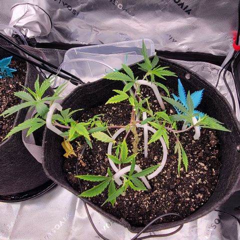 Runtz Muffin growlog timeline photo