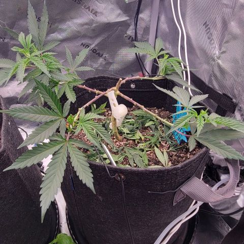 Runtz Muffin growlog photo: Lst on main stem, redid the binds. Couple FIMs look successful so far