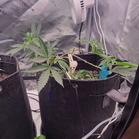 Runtz Muffin growlog photo: Lst on main stem, redid the binds. Couple FIMs look successful so far