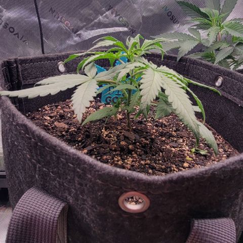 Big Gorl growlog timeline photo