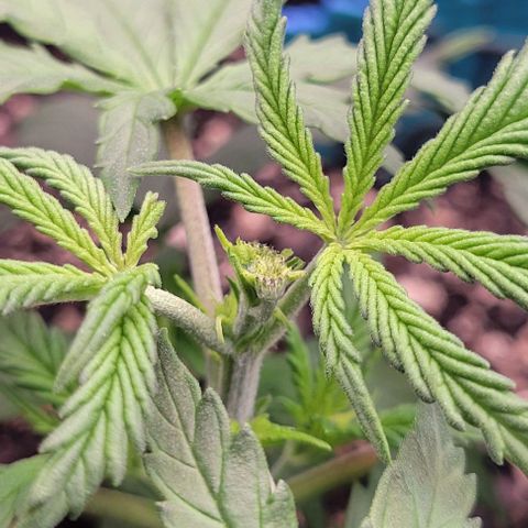 Big Gorl growlog timeline photo