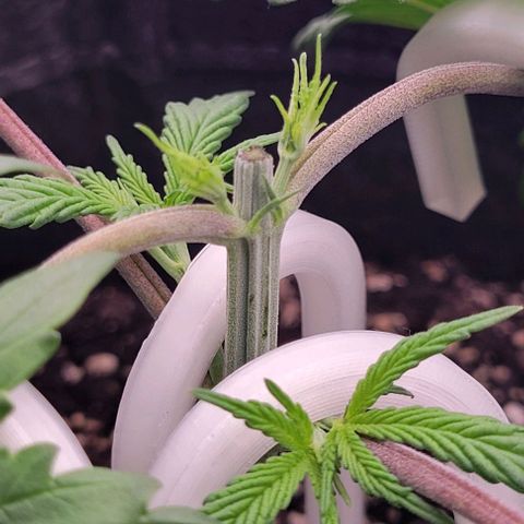 Underdog growlog photo: Mainlining has begun