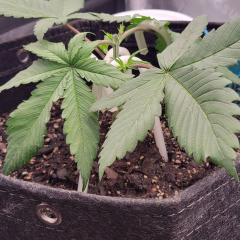 Underdog growlog photo: Mainlining has begun