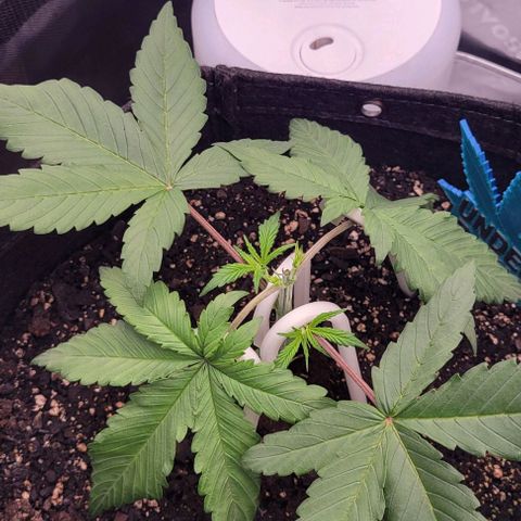 Underdog growlog photo: Mainlining has begun