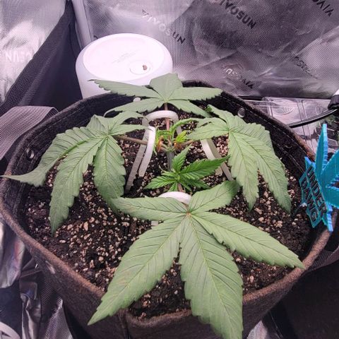 Underdog growlog timeline photo