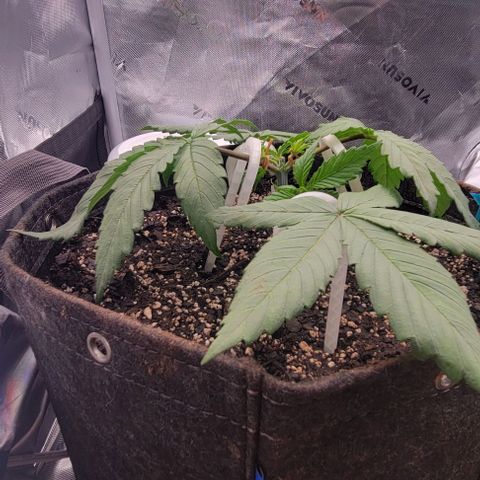 Underdog growlog timeline photo